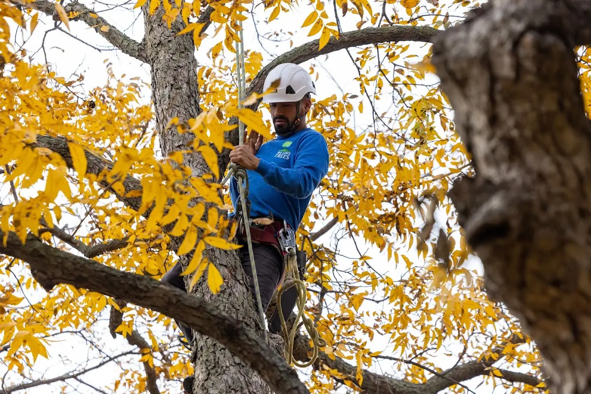 Skilled Tree Pruning crew working in Wilmington